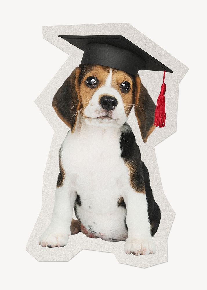 Cute graduate Beagle puppy paper element with white border