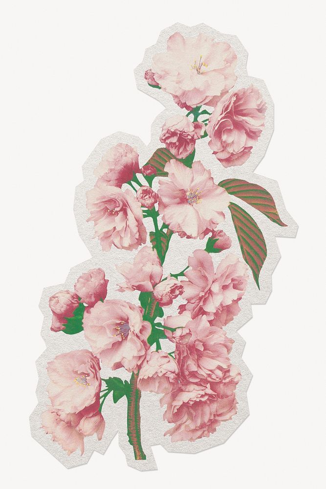 Cherry blossom Japanese botanical paper element with white border