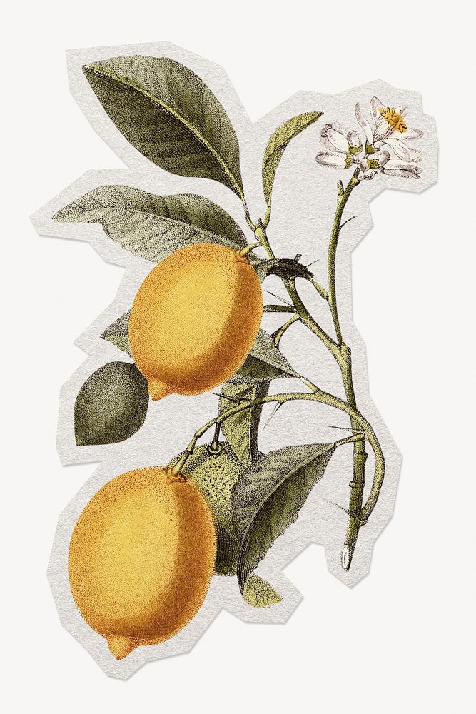 Vintage lemon  paper element with white border