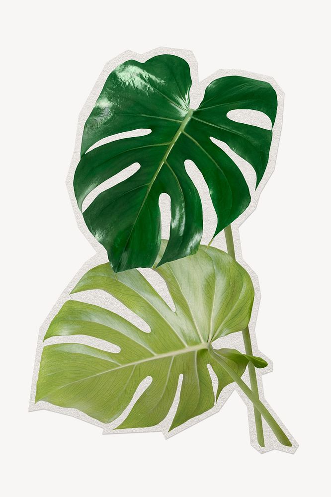 Monstera leaves paper element with white border