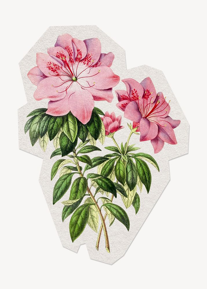 Pink Azalea flower paper element with white border