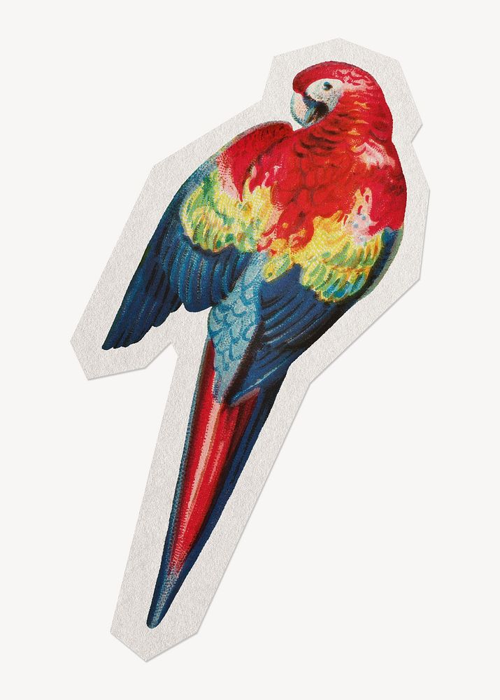 Aesthetic macaw paper element with white border 