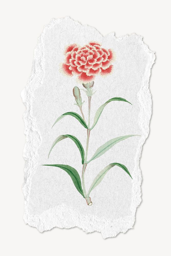 Ripped paper mockup, Pink lemonade Carnation illustration psd. Remixed by rawpixel.