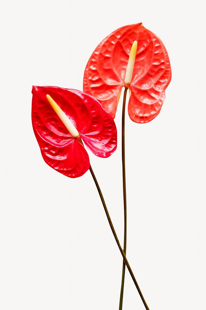 Red flower, anthurium image