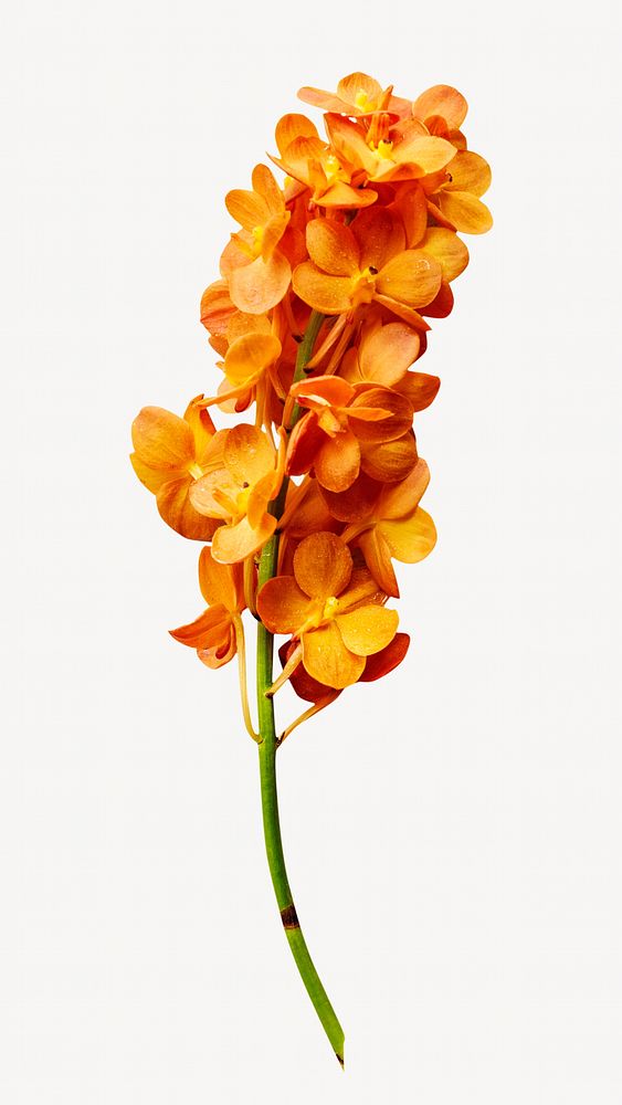 Orange flower phone wallpaper, simple spring image