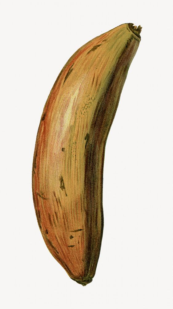 Banana vintage illustration