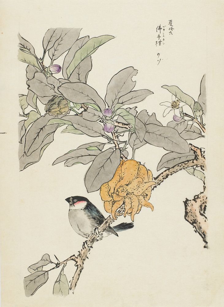 Fingered Citron and Bullfinch by Imao Keinen