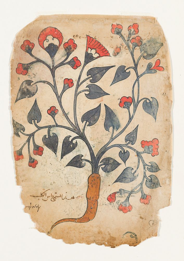 Page from an Herbal Manuscript
