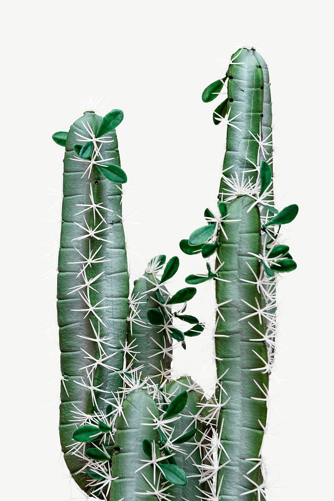 Cactus collage element psd