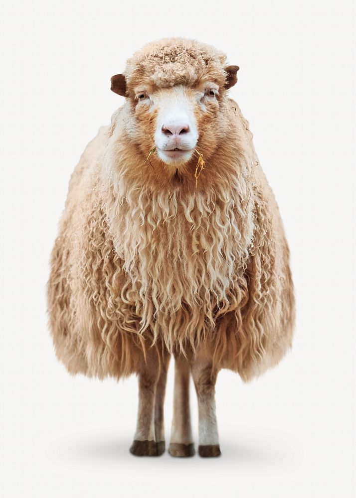 Sheep isolated image