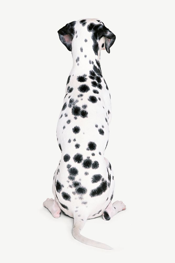 Dalmatian dog  collage element psd