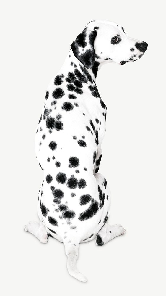 Dalmatian dog  collage element psd