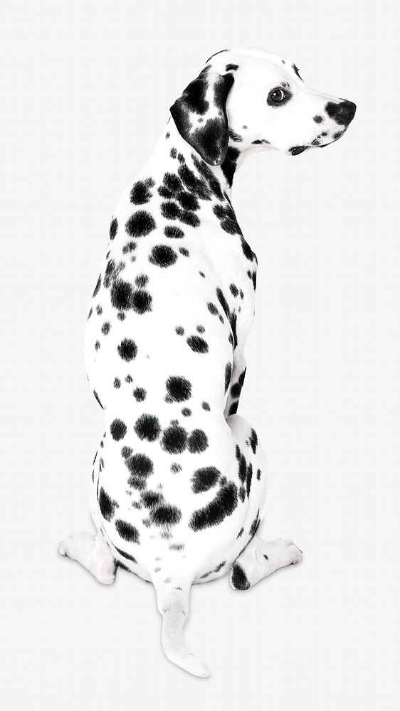 Dalmatian dog  isolated image