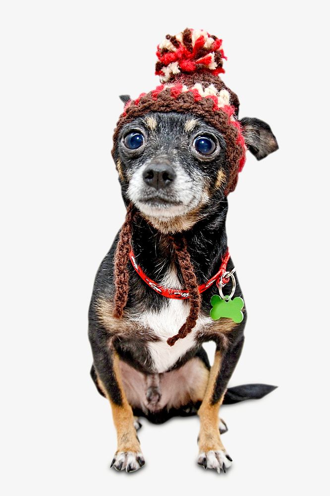 Chihuahua dog, isolated design