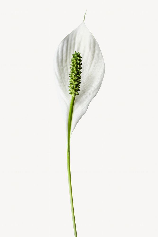 Peace lily  flower isolated image