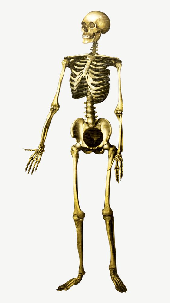 Human anatomy skeleton isolated object psd