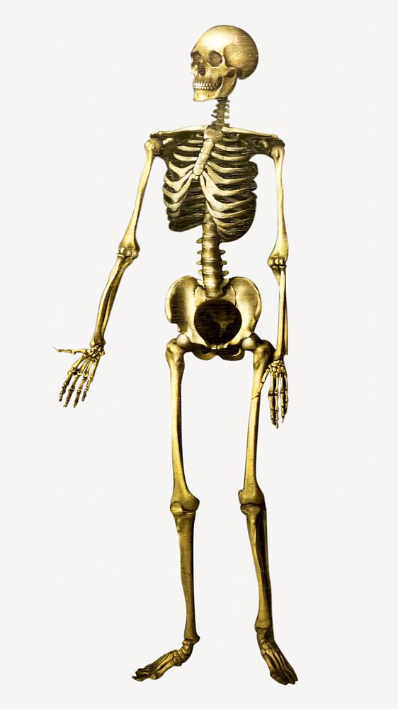 Human anatomy skeleton, isolated object
