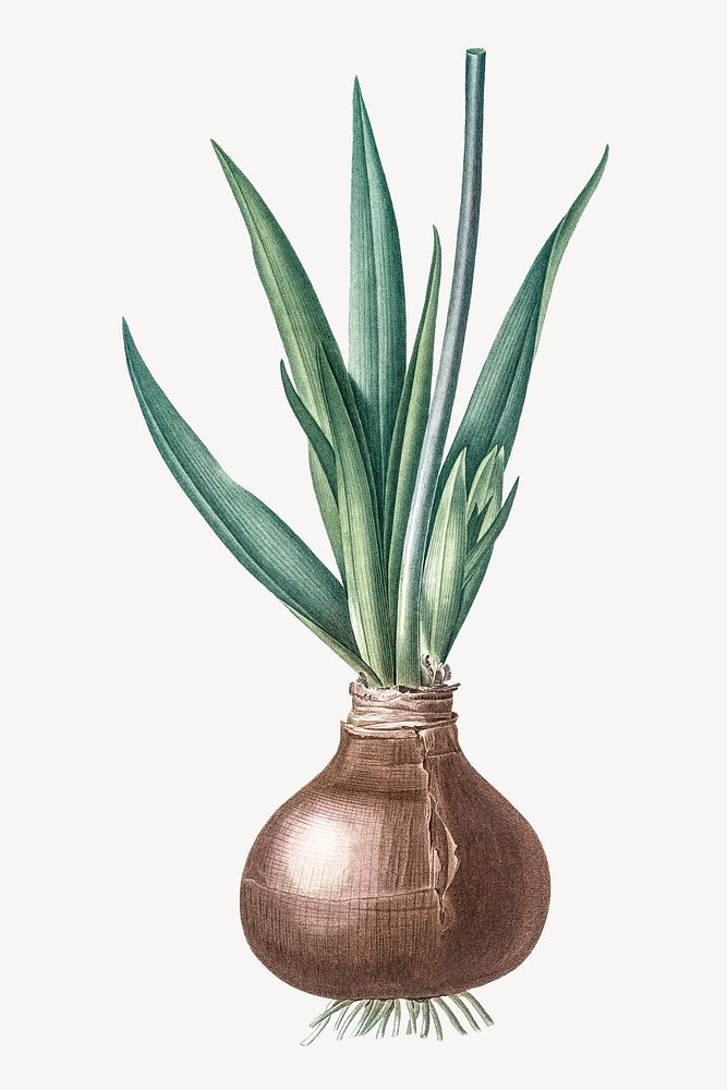 Onion plant vintage illustration, collage element psd