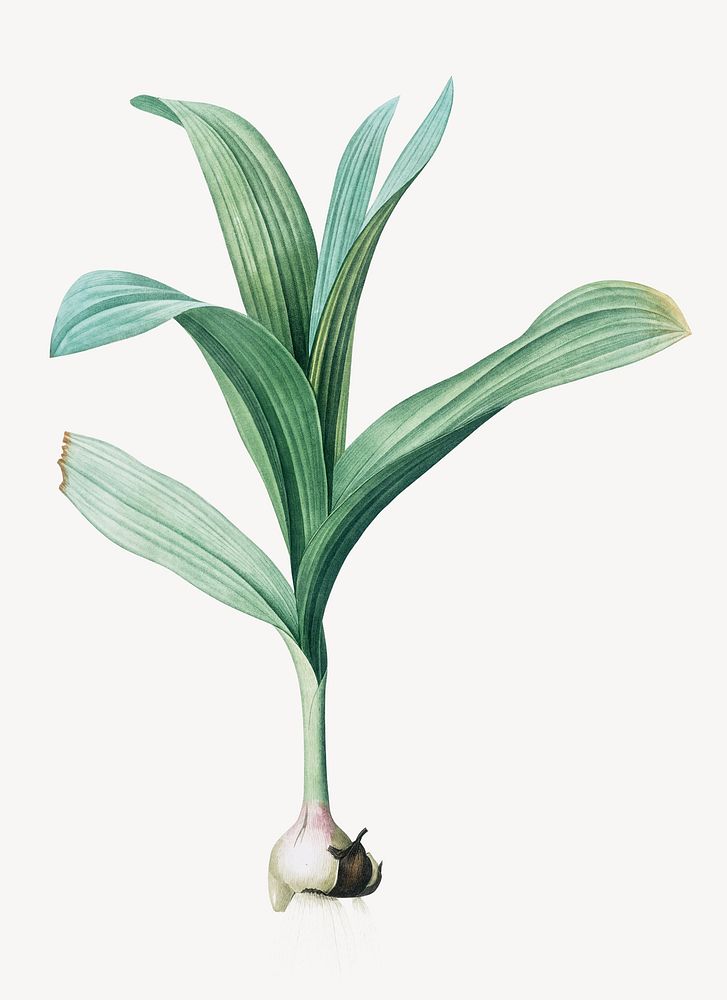 Plant vintage illustration