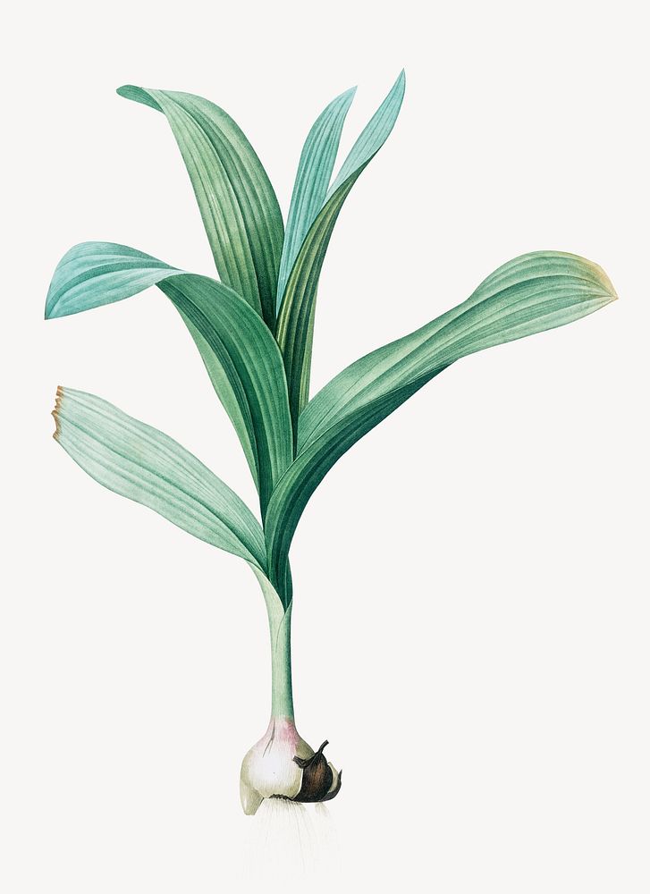 Onion plant vintage illustration, collage element psd