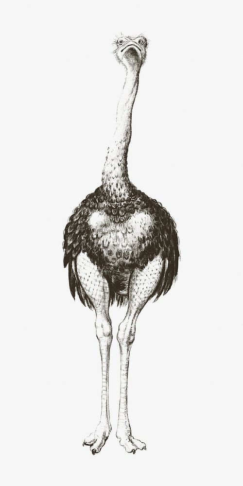 Vintage ostrich, animal illustration. Remixed by rawpixel. 