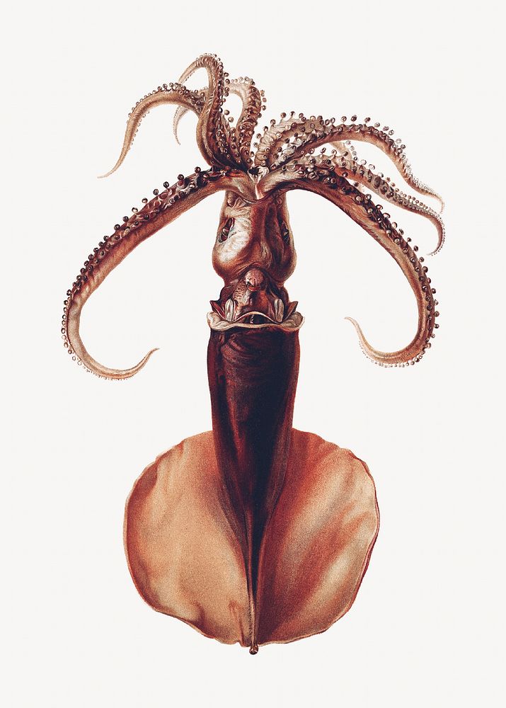 Octopus vintage illustration