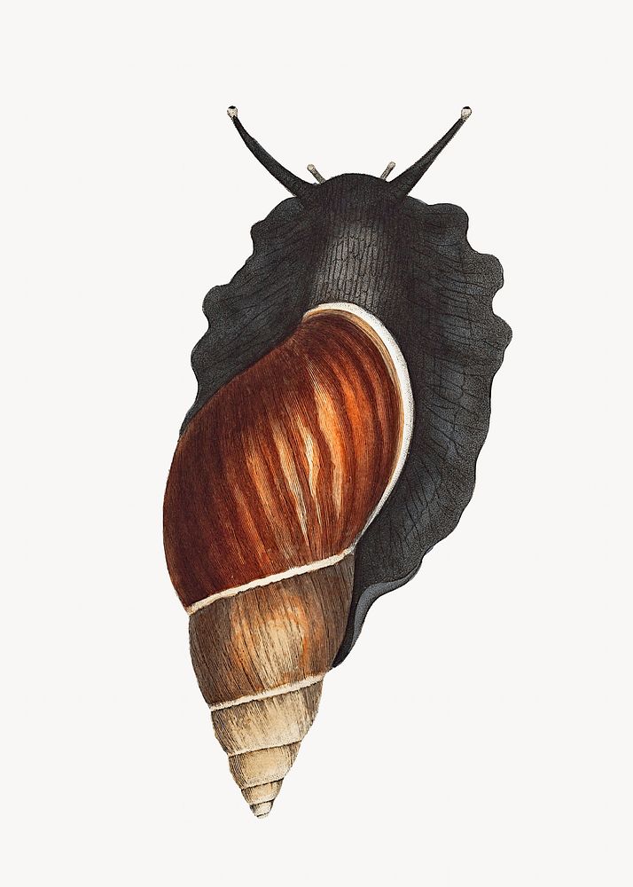 Snail vintage illustration