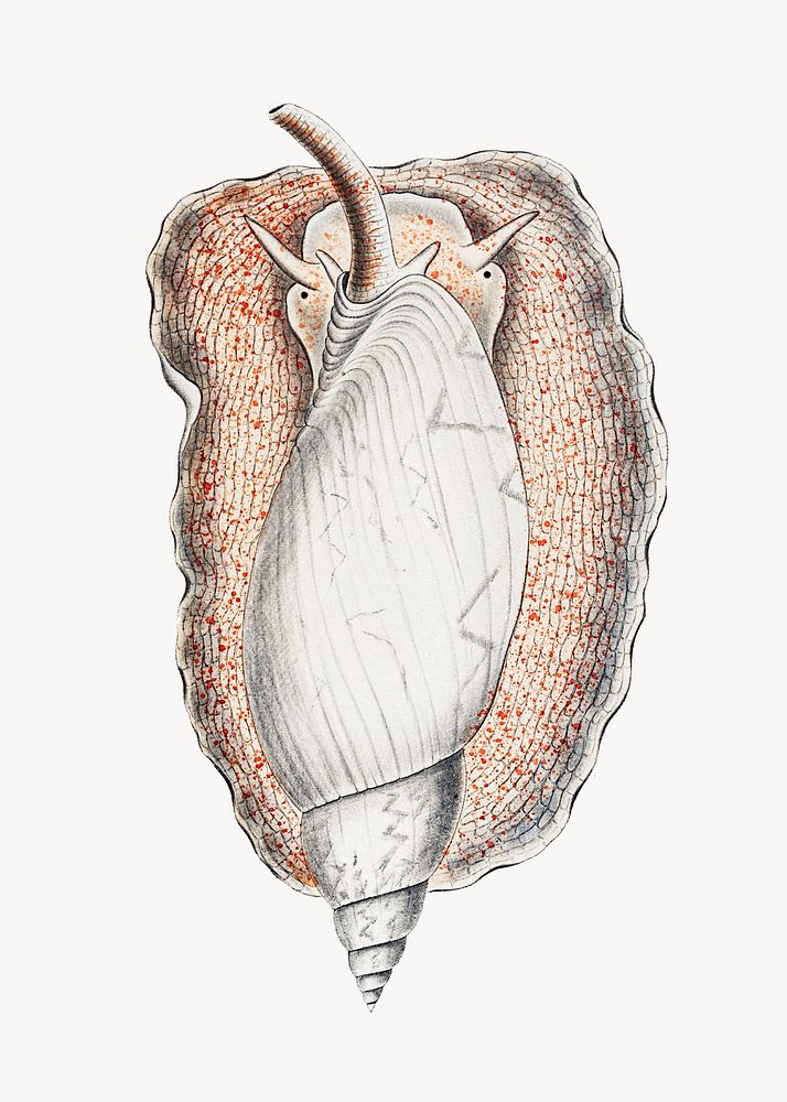 Snail vintage illustration