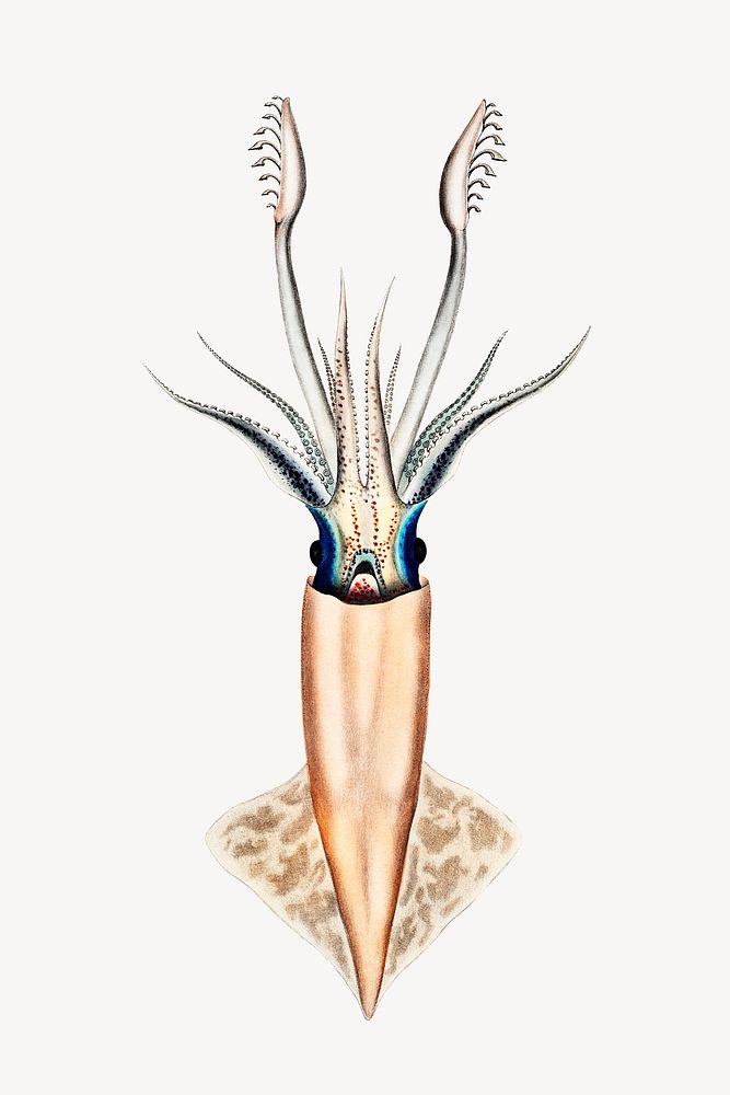 Squid vintage illustration, collage element psd