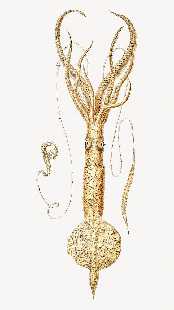 Squid vintage illustration