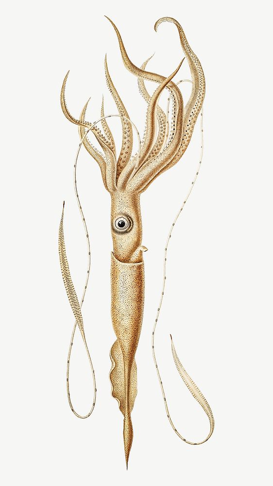 Squid vintage illustration, collage element psd