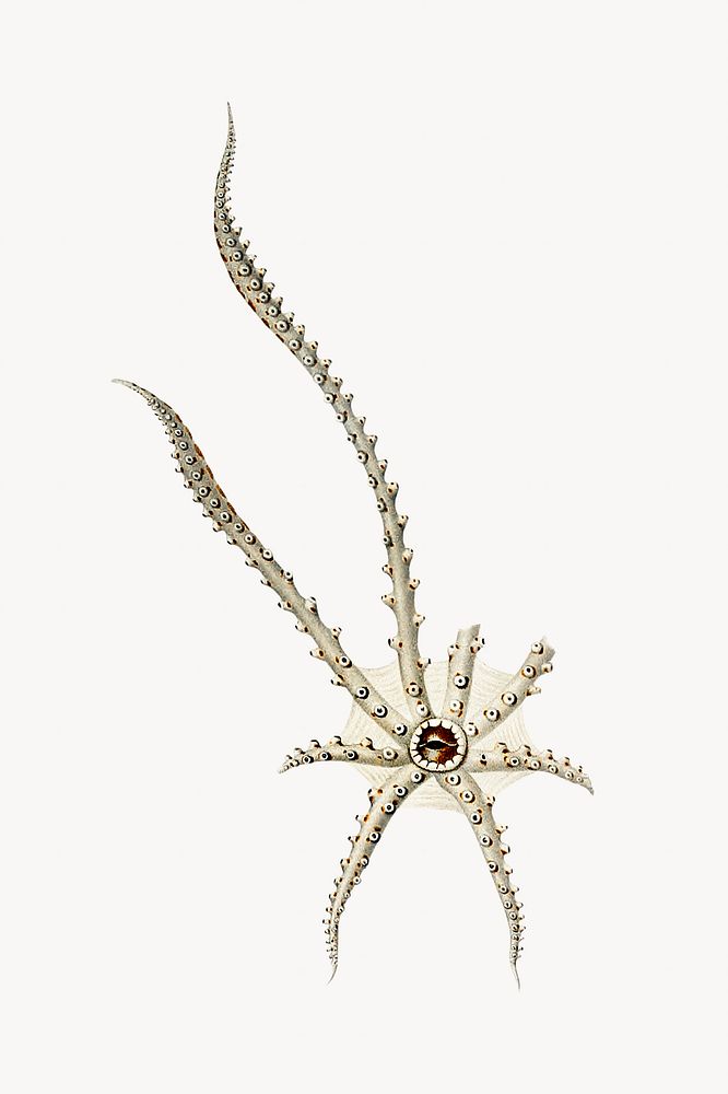 Octopus vintage illustration | Premium Photo - rawpixel