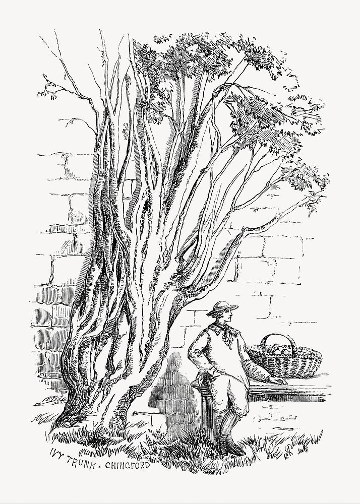 Tree illustration, vintage black and white design