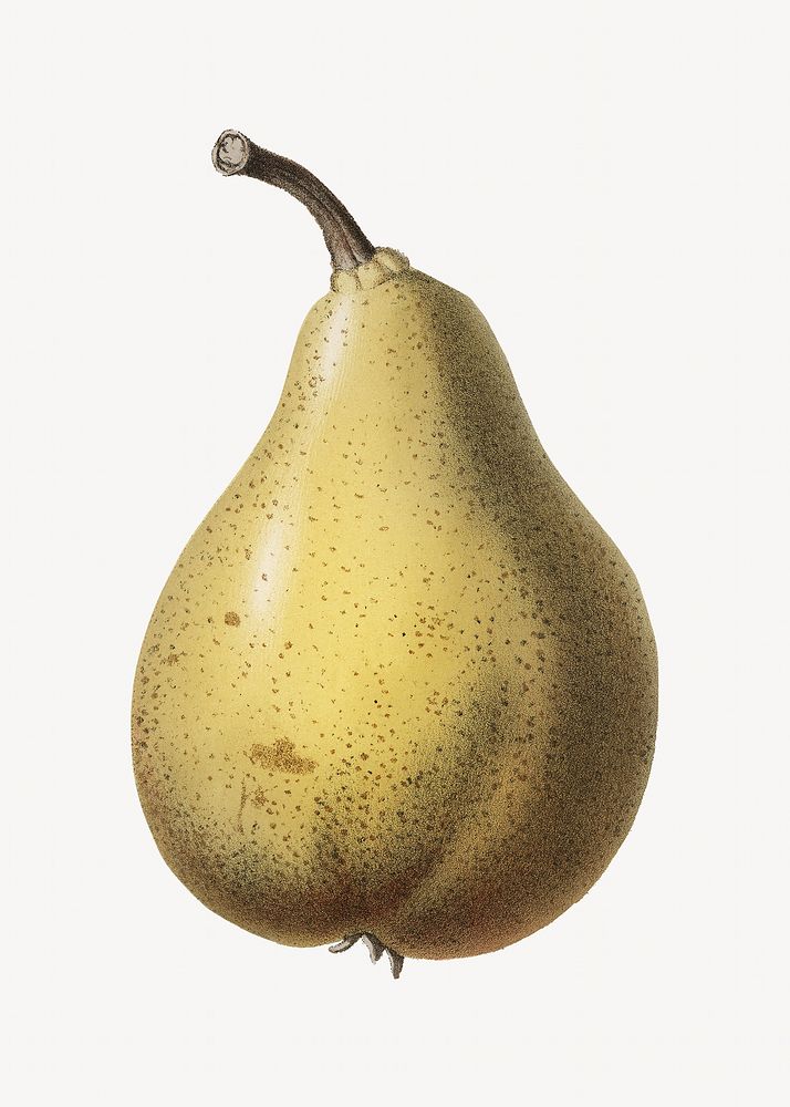 Pears vintage illustration