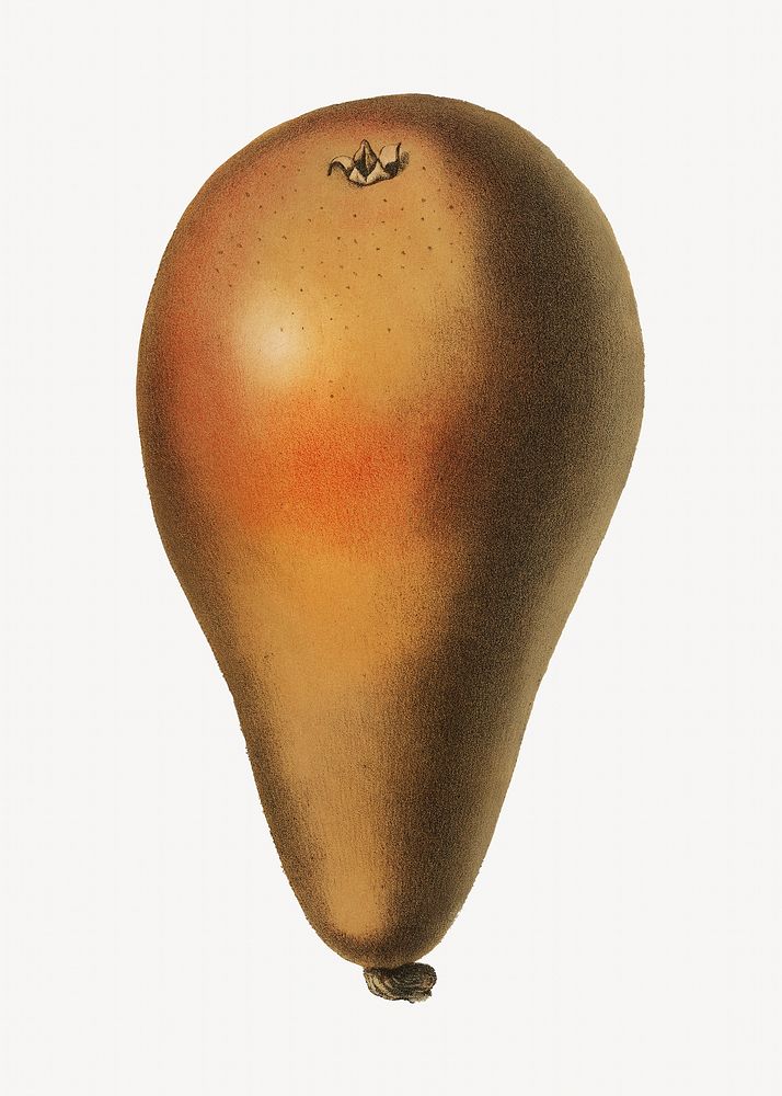 Pears vintage illustration