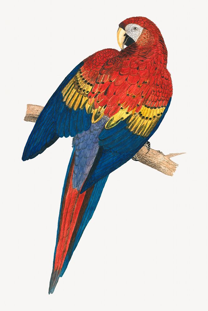 Red and Yellow Macaw, vintage bird illustration. Remixed by rawpixel.