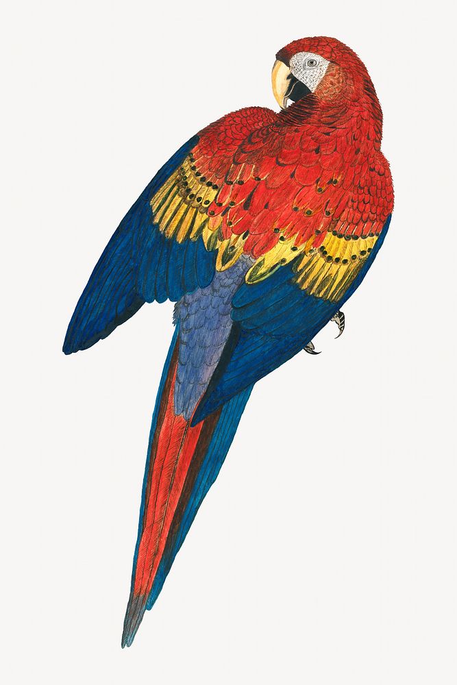 Red and Yellow Macaw, vintage bird illustration. Remixed by rawpixel.