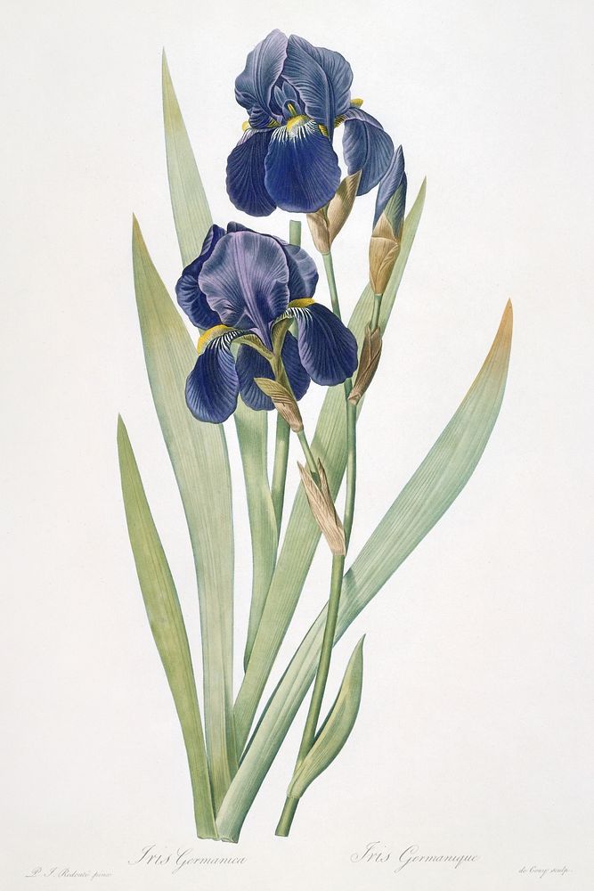 Iris germanica flower. Original from the Minneapolis Institute of Art. Digitally enhanced by rawpixel.