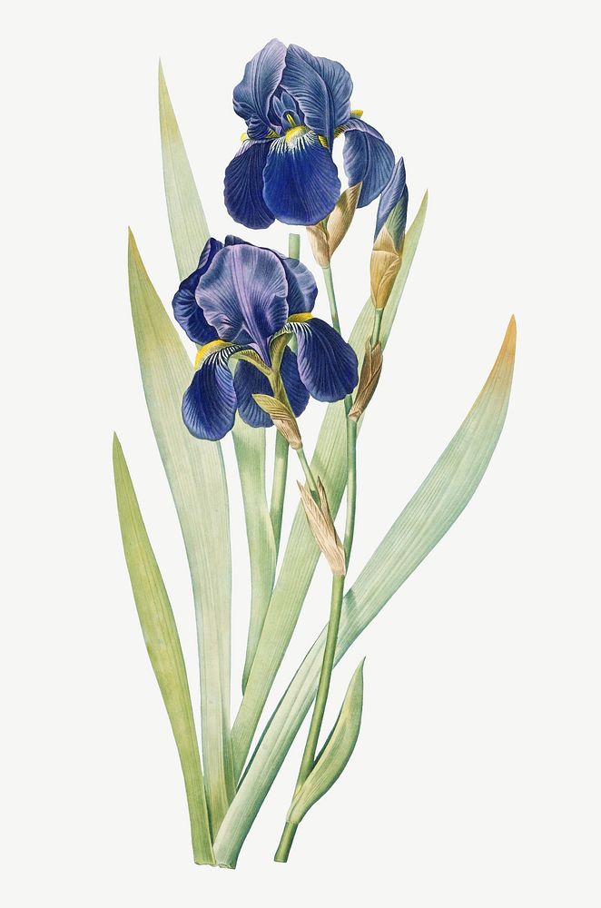 Blue flower watercolor illustration element psd. Remixed from vintage artwork by rawpixel.