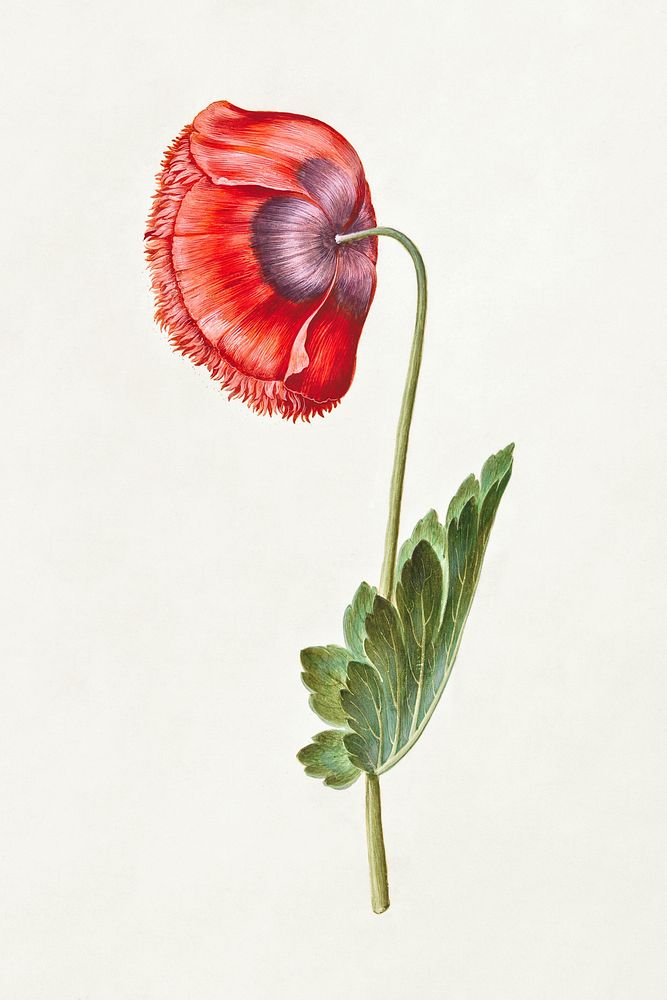 Papaver somniferum (opium poppy) by Maria Sibylla Merian. Digitally enhanced by rawpixel.