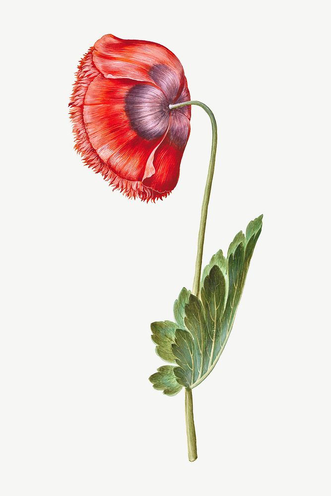 Red poppy flower watercolor illustration element psd. Remixed from Maria Sibylla Merian artwork, by rawpixel.