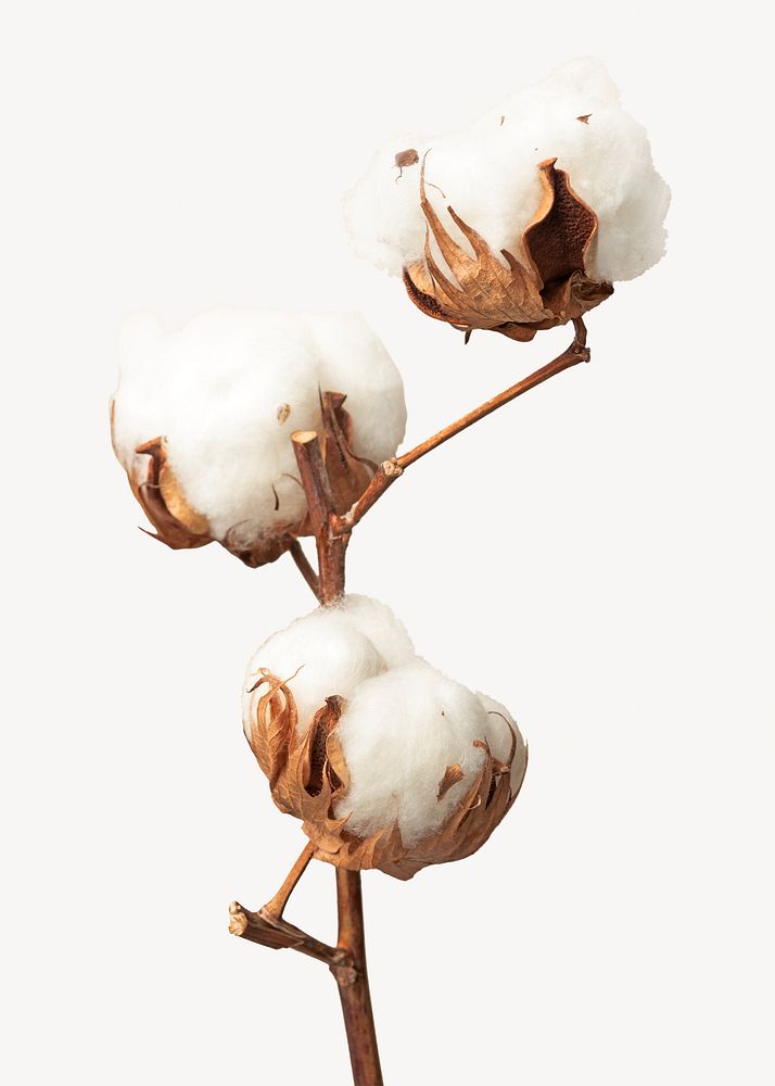Dried fluffy cotton flower branch on a beige isolated image