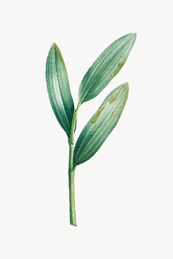 Aesthetic leaf branch, botanical illustration