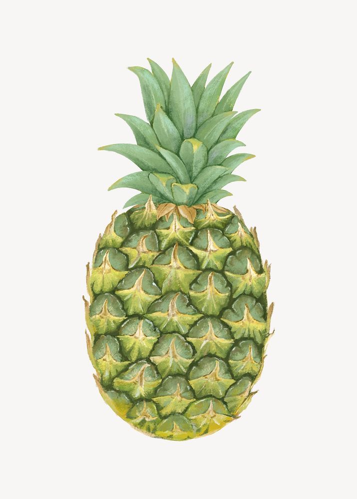 Pineapple fruit, healthy food illustration