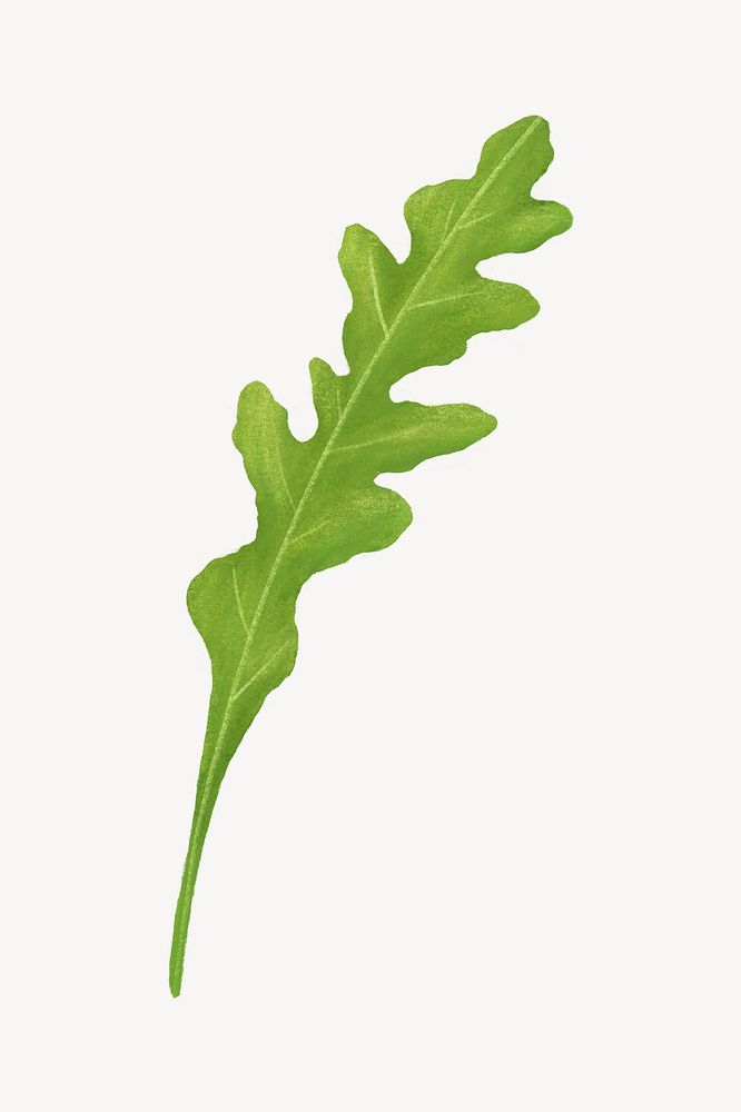 Arugula salad vegetable, healthy food illustration