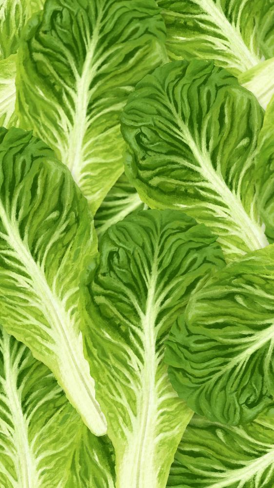 Bok choy vegetable phone wallpaper, green background