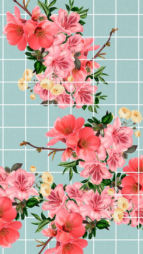 Chinese quince flower phone wallpaper, aesthetic grid background