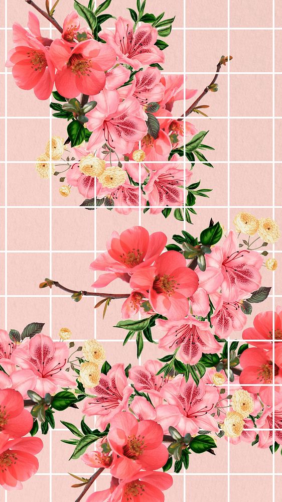 Chinese quince flower phone wallpaper, aesthetic grid background