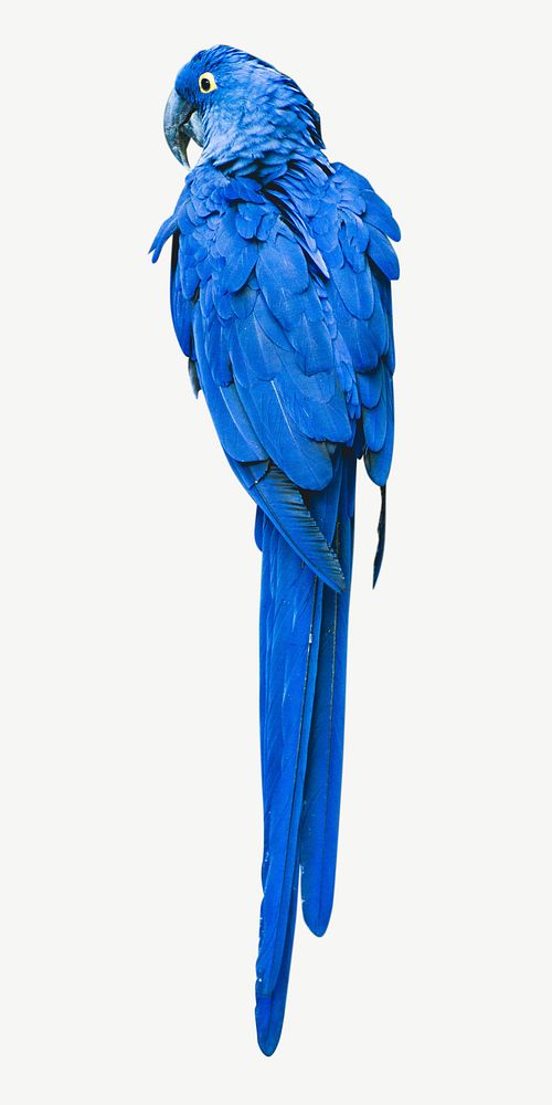 Parrot bird collage element psd | Premium PSD - rawpixel