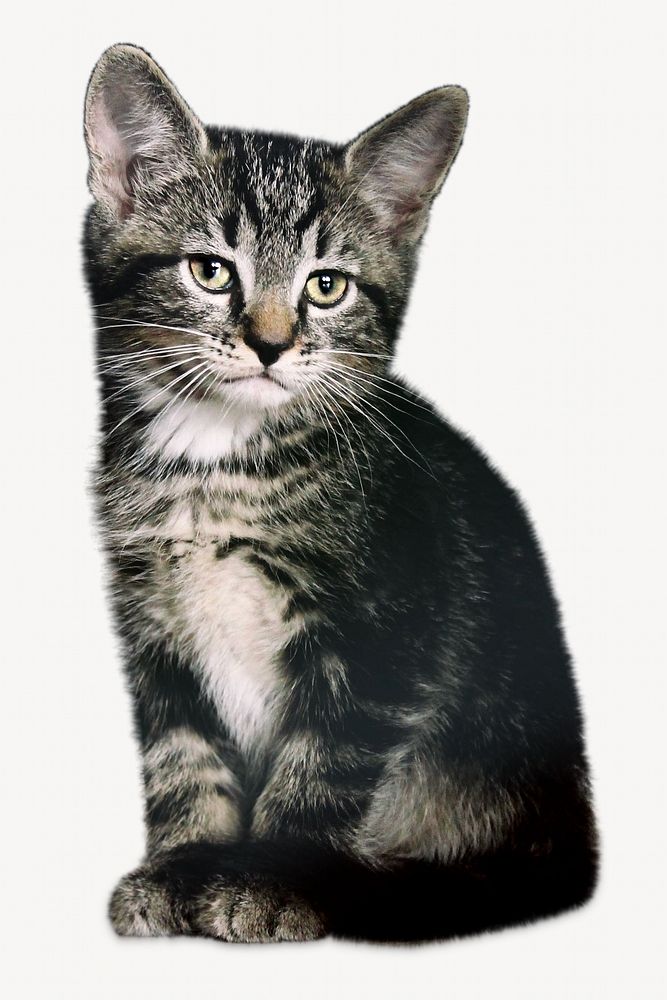 Cute cat isolated image